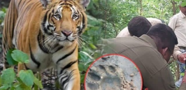 छत्तीसगढ़-महाराष्ट्र के सीमा पर टाइगर की दस्तक से दहशत बच्चों ने स्कूल जाना छोड़ा, खेत जाने से भी डर रहे ग्रामीण वन विभाग अलर्ट।